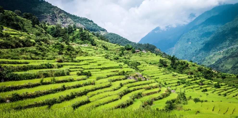 green field of rice in nepal